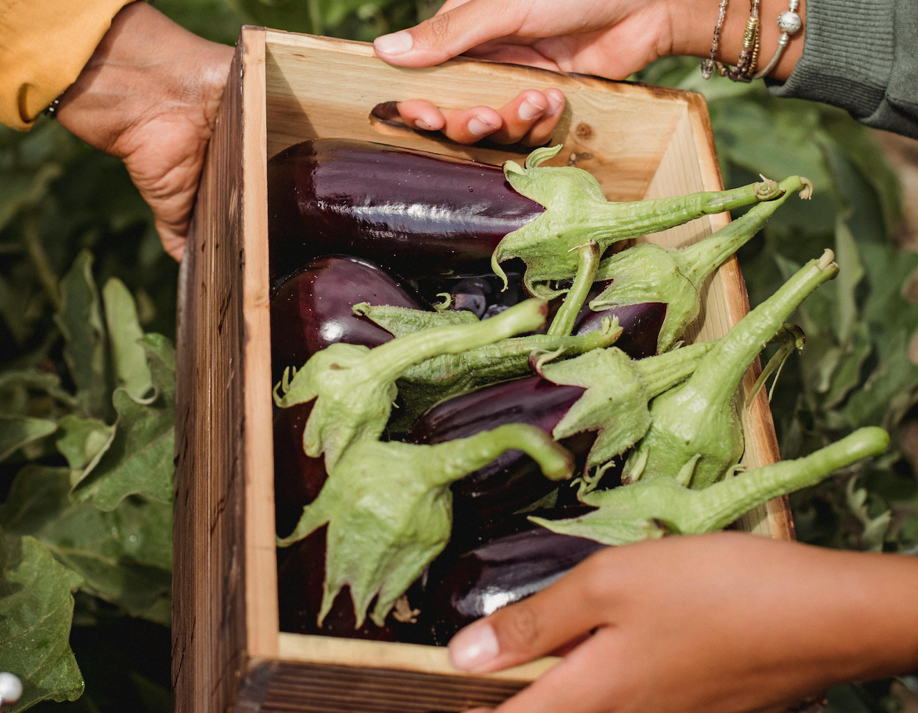 Aubergine